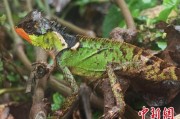 诸城云南南滚河保护区首次发现红唇棘蜥
